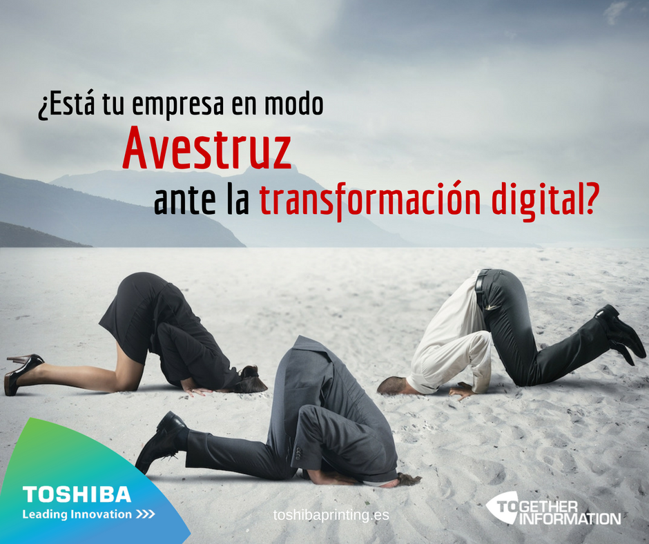 empresa-avestruz